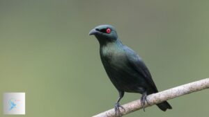 10 Fascinating Species of Birds with Red Eyes You Need to Know