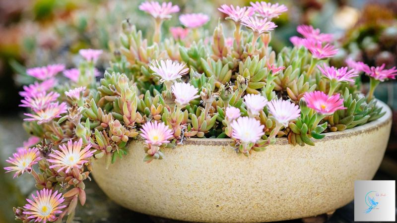 The Secret to Succulents That Bloom Flowers Year-Round