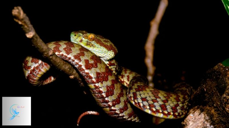 red spotted pit viper