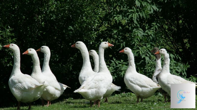 How Goose Down is Harvested: The Process, Ethics, and Industry