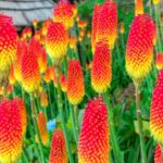 red hot poker plants