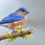 what do bluebirds represent