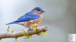 What Do Bluebirds Represent? A Deep Dive into Their Significance