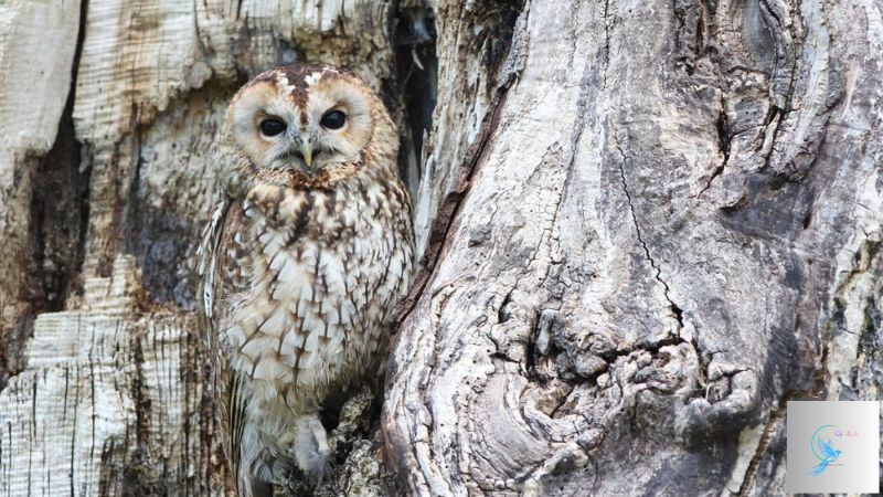 owls in south carolina