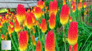 How to Grow and Care for Red Hot Poker Plants