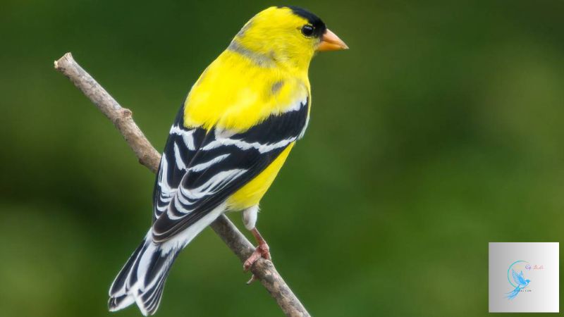 black and yellow birds