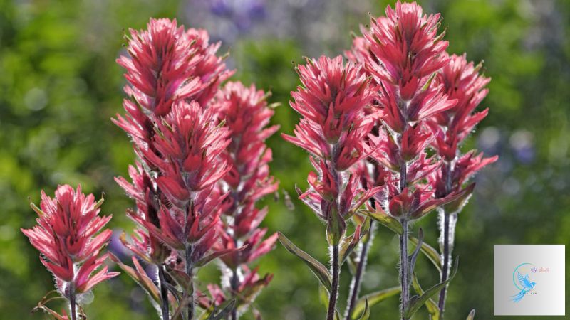 common plants in alaska