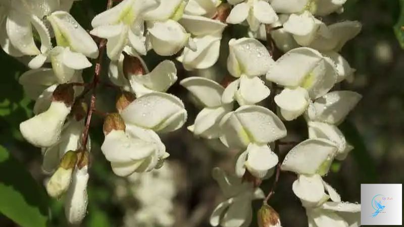 locust trees in bloom