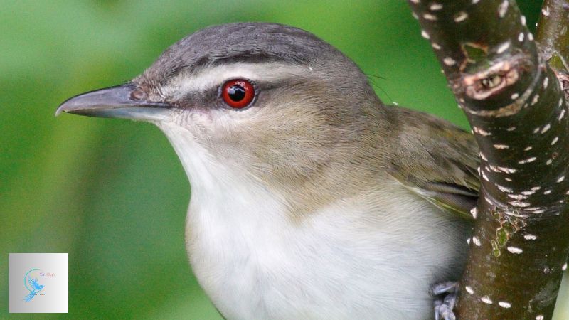 birds with red eyes