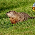 do groundhogs eat chickens