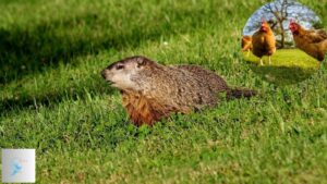 Do Groundhogs Eat Chickens? Understanding Groundhog Diet and Behavior