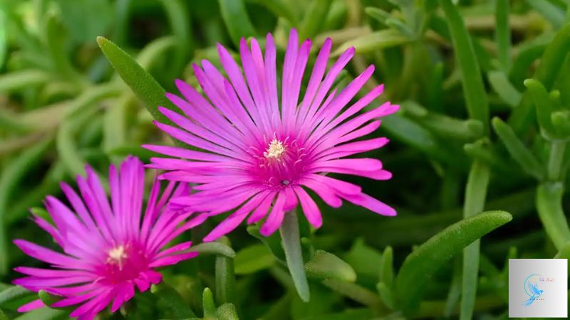 succulents that bloom flowers