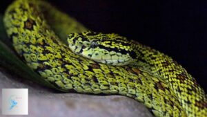 The Deadly Beauty: All About the Red Spotted Pit Viper