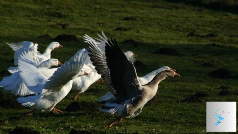 how goose down is harvested 