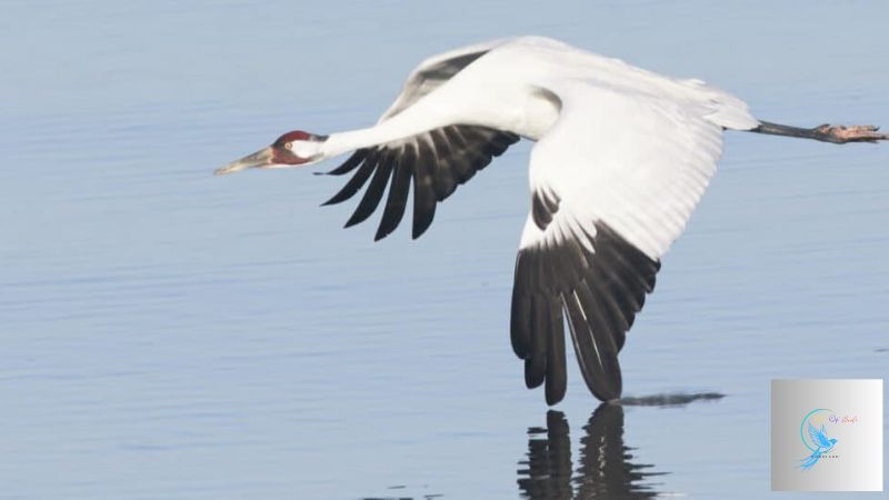 difference between storks and cranes