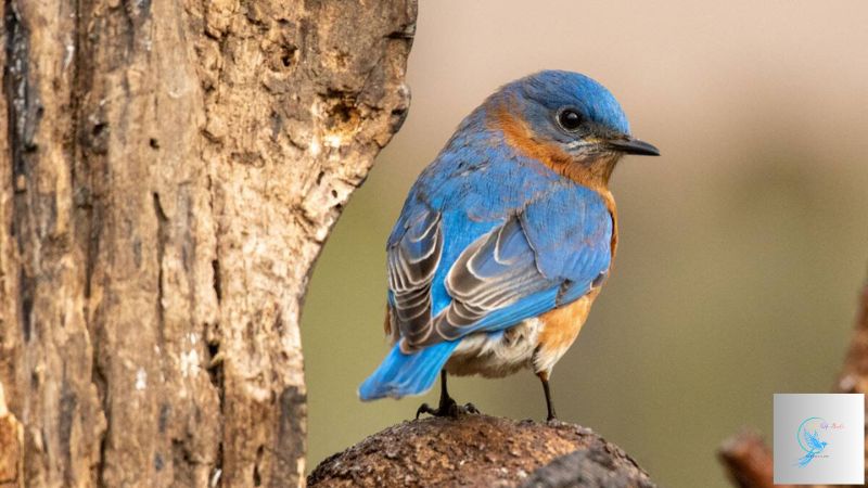 what do bluebirds represent