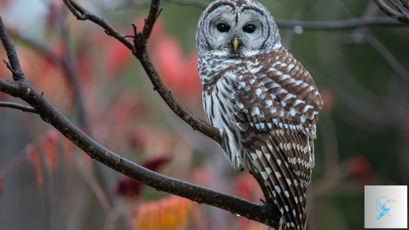 Exploring the Symbolism: Owls in South Carolina