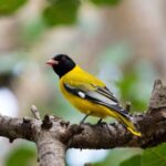 black and yellow birds