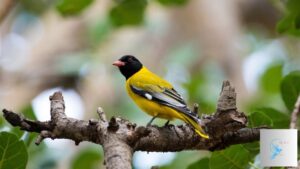 Top 10 Stunning Black and Yellow Birds Around the World