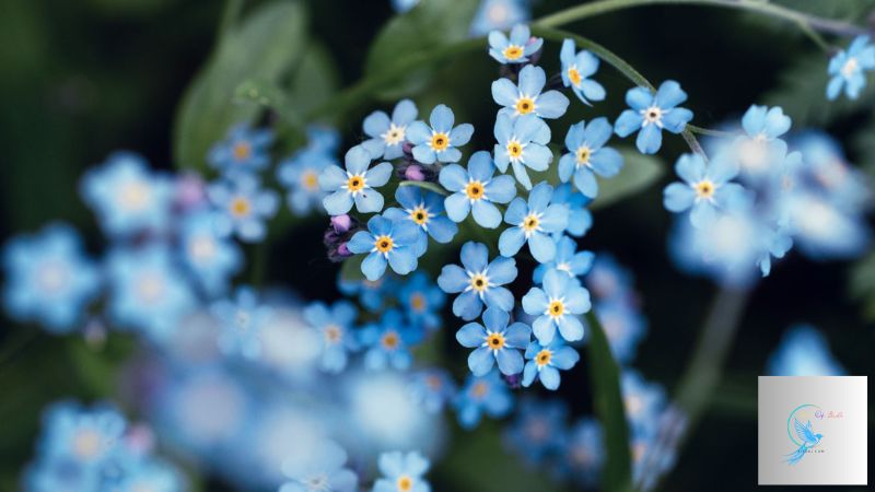 common plants in alaska