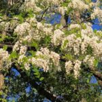 locust trees in bloom