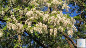 The Beauty of Locust Trees in Bloom: A Springtime Spectacle