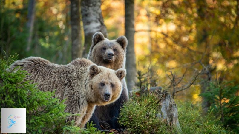 Do Bears Have Belly Buttons? Uncovering the Truth About Bear Anatomy