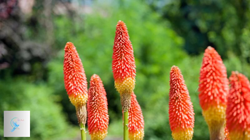 red hot poker plants