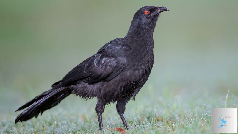 birds with red eyes