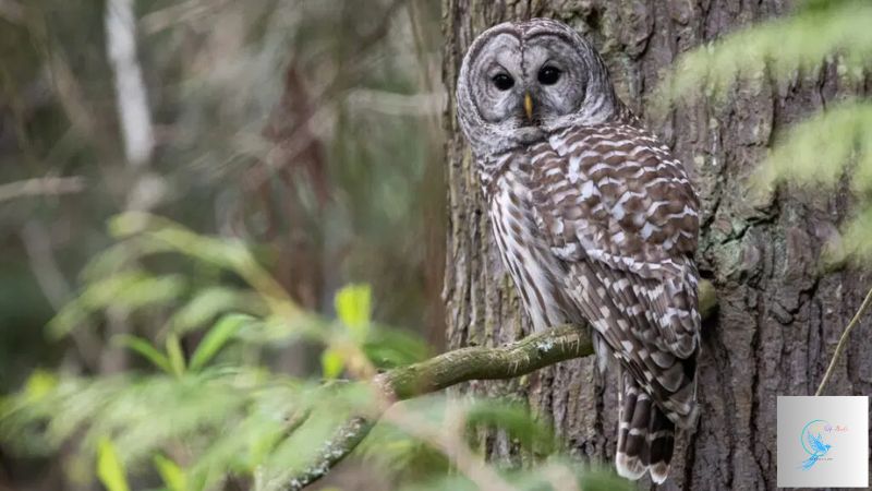 owls in south carolina