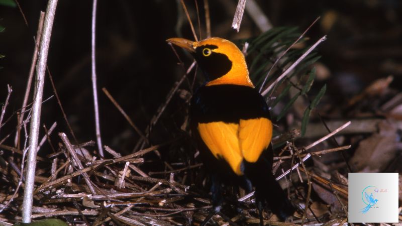 black and yellow birds