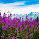 common plants in alaska