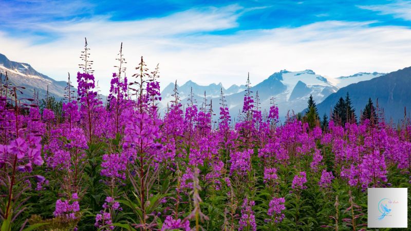 Common Plants in Alaska: A Glimpse into the Unique Flora of the Last Frontier