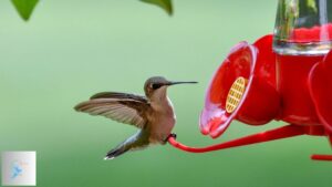 How to Keep Wasps Off Hummingbird Feeders: Effective Tips and Strategies