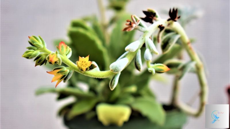 succulents that bloom flowers