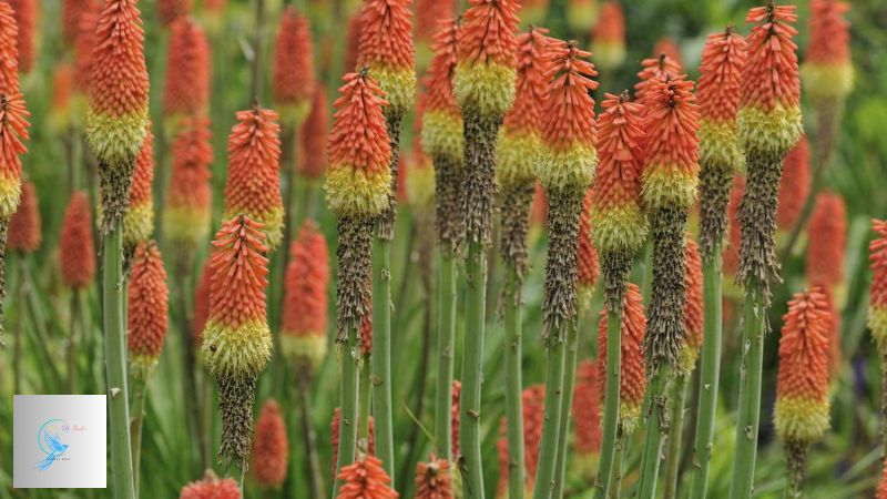 red hot poker plants