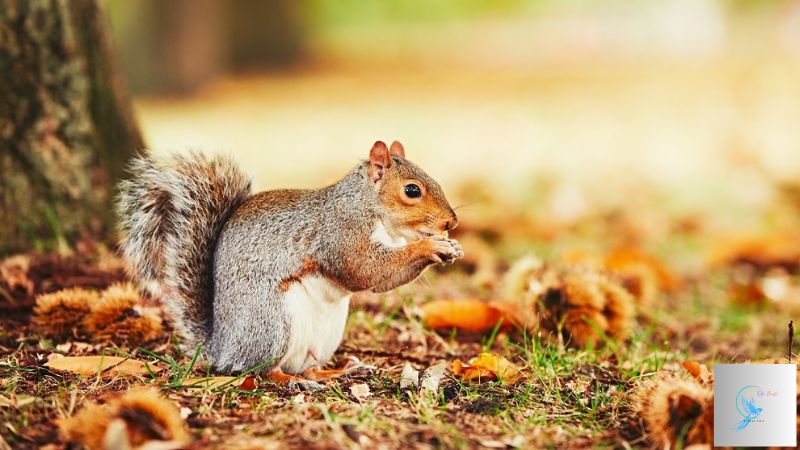 Will Squirrels Eat Birds? A Comprehensive Look at Squirrel and Bird Interactions