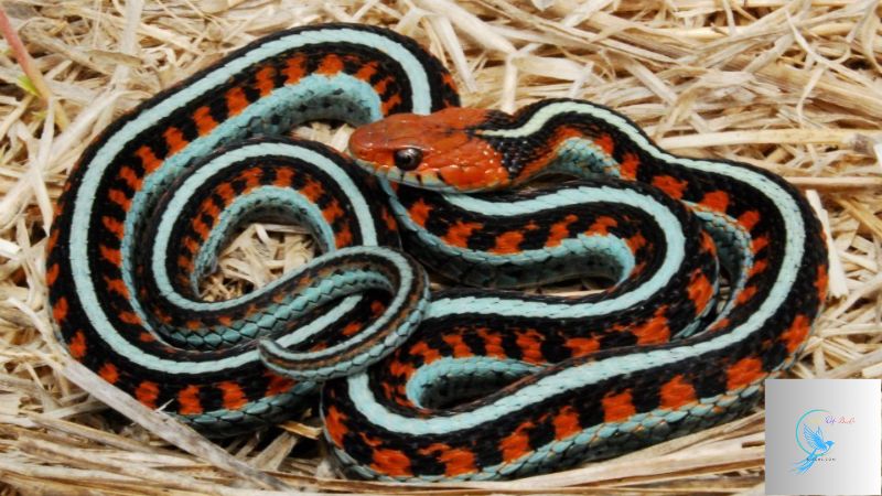 garter snakes in california