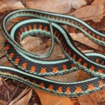 garter snakes in california