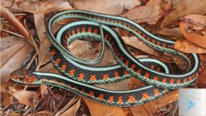 Garter Snakes in California: Fascinating Facts and Habitats