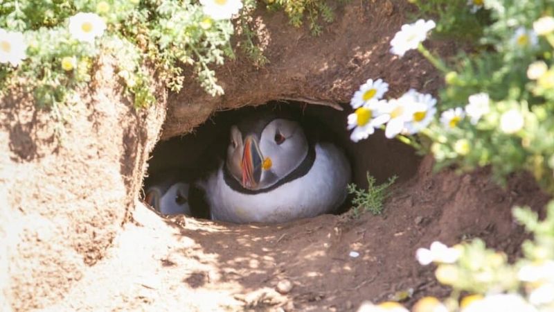 7 Fascinating Birds Who Nest on the Ground: Nature’s Ground Dwellers