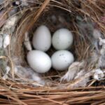 what does a sparrow nest look like