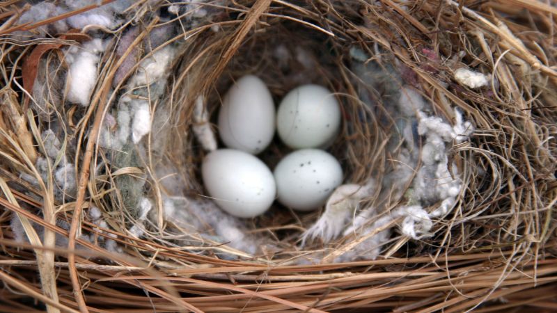 What Does a Sparrow Nest Look Like? A Detailed Look at Sparrow Nesting Habits